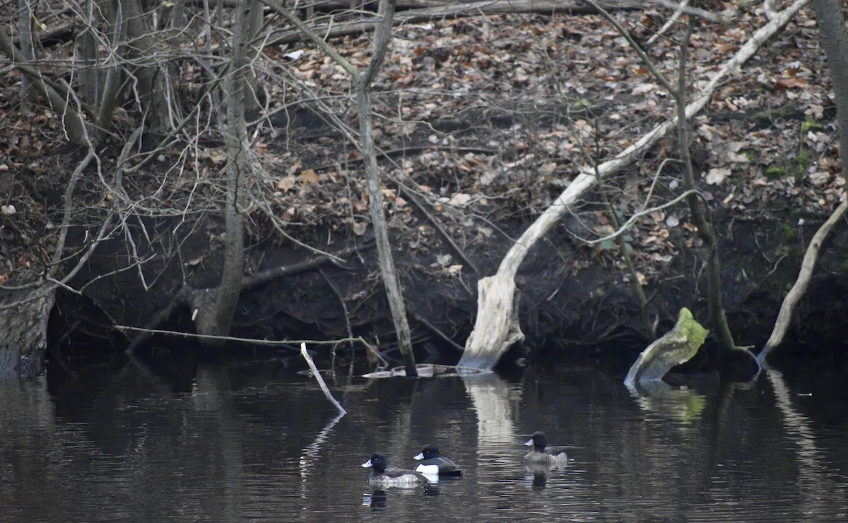 Tufted Duck - ML646792180