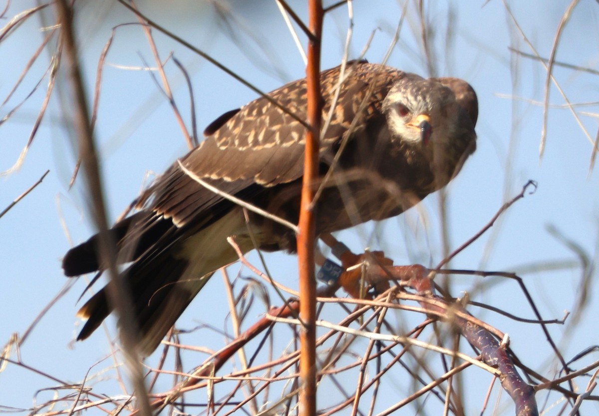 Snail Kite - ML646792187