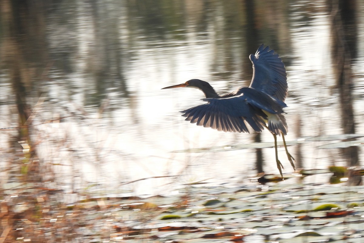 Tricolored Heron - ML646792188