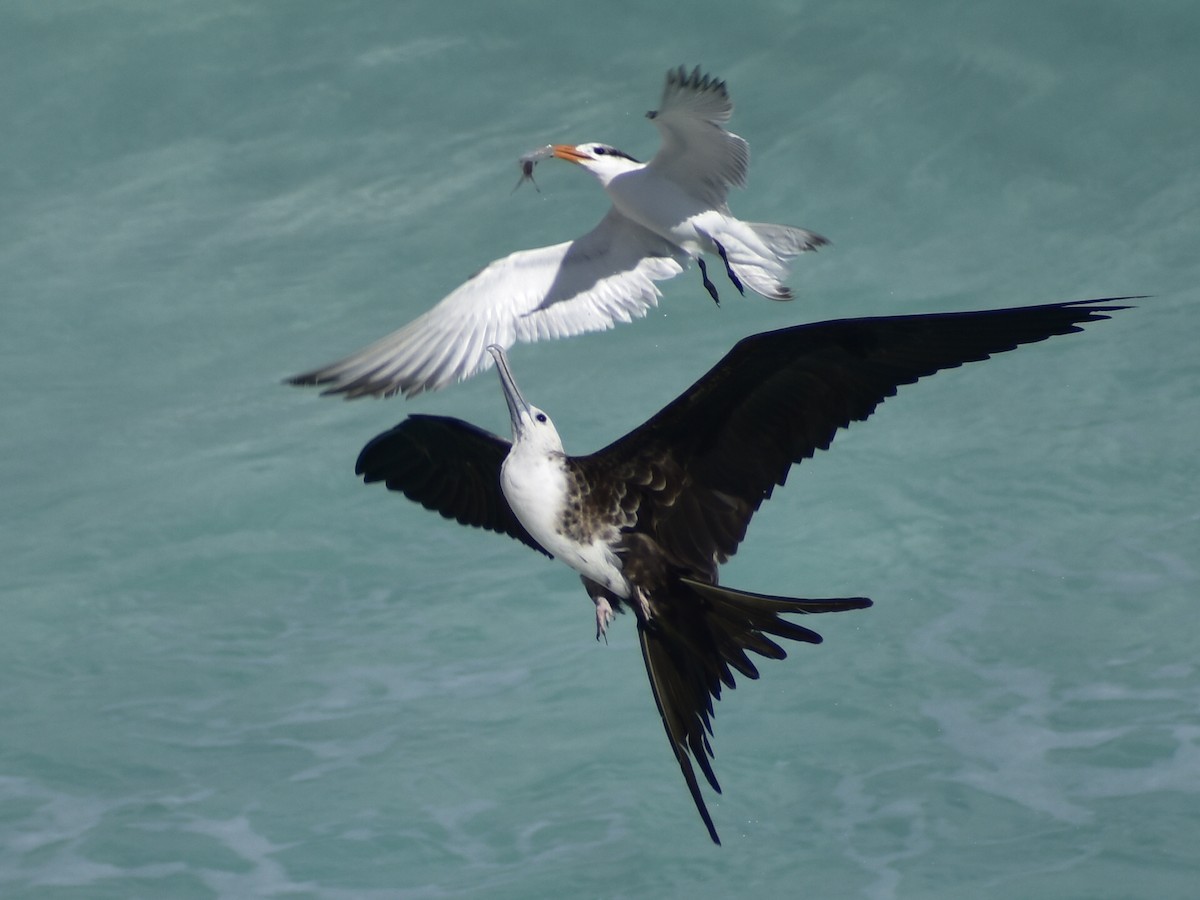 Royal Tern - ML646792189