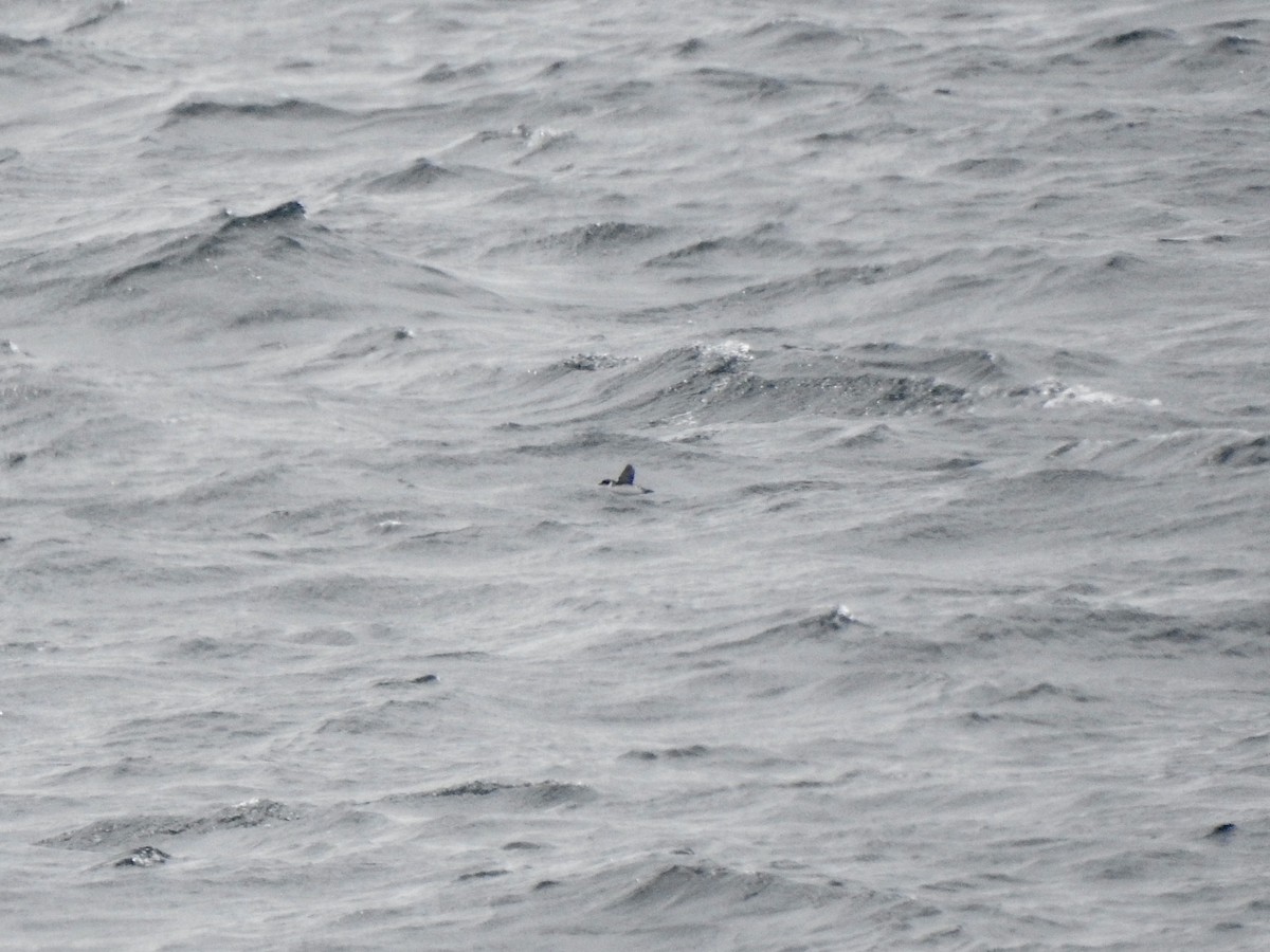 magellandykkpetrell - ML646792190