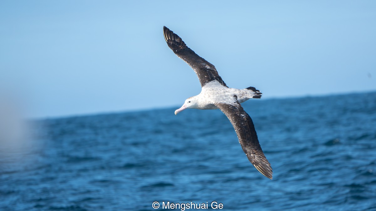 Antipodean Albatross (Gibson's) - ML646792194