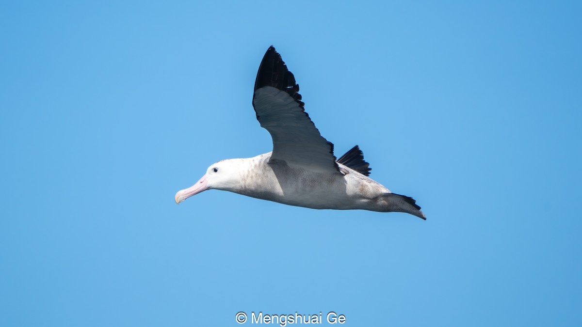 Antipodean Albatross (Gibson's) - ML646792195