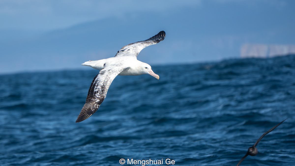 Antipodean Albatross (Gibson's) - ML646792196