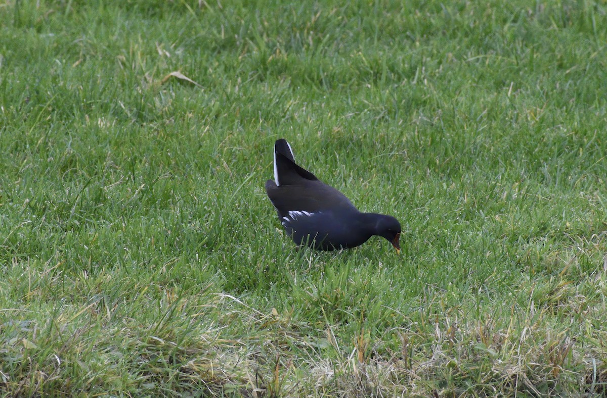Eurasian Moorhen - ML646792197