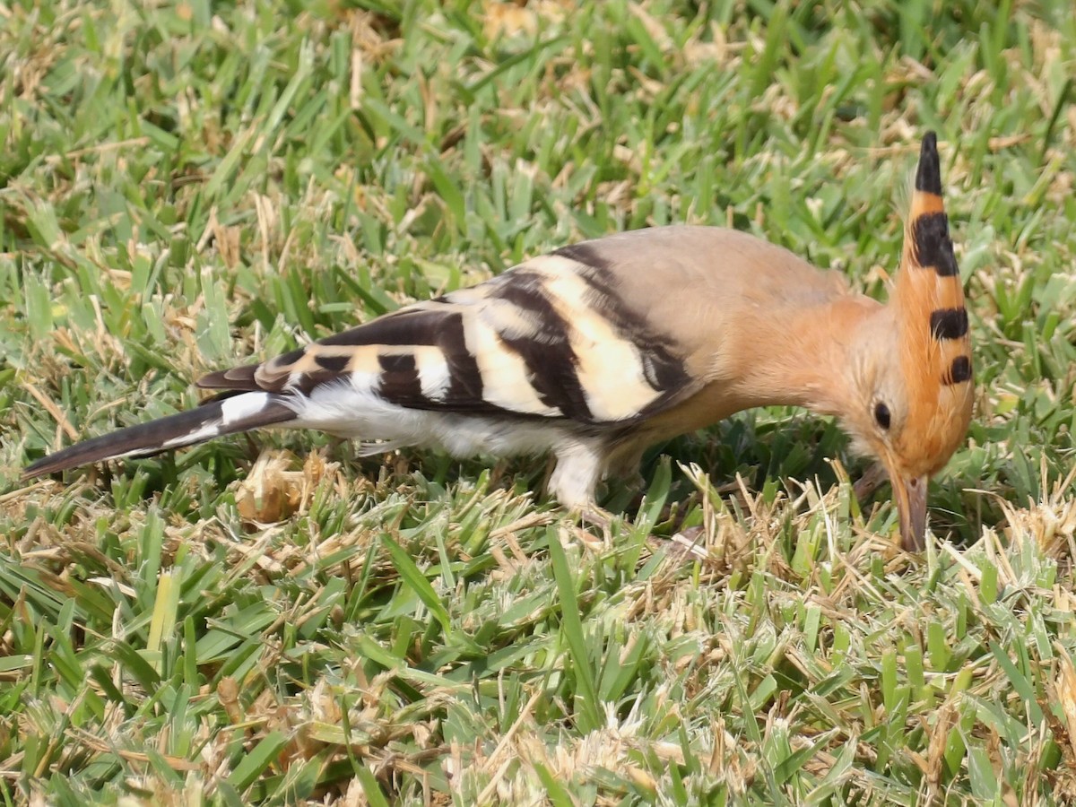 戴勝 - ML646792198