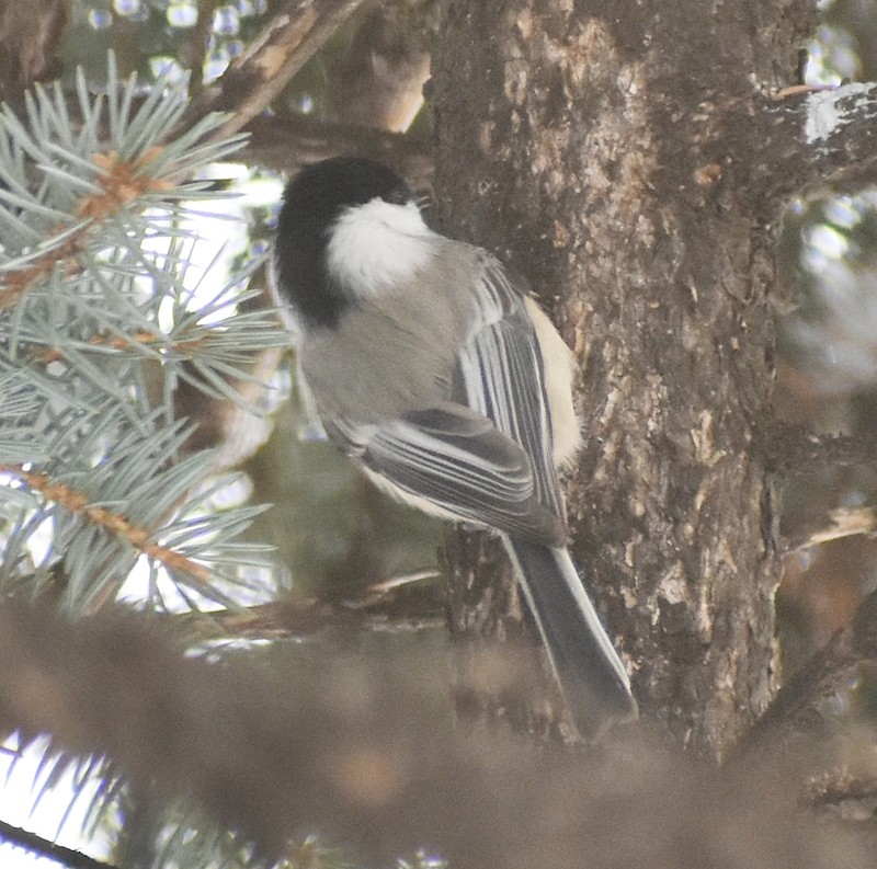 sýkora černohlavá - ML646792199