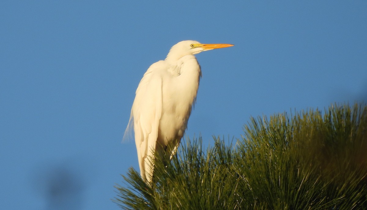 大白鷺 - ML646792202