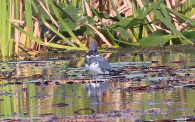 Belted Kingfisher - ML646792203