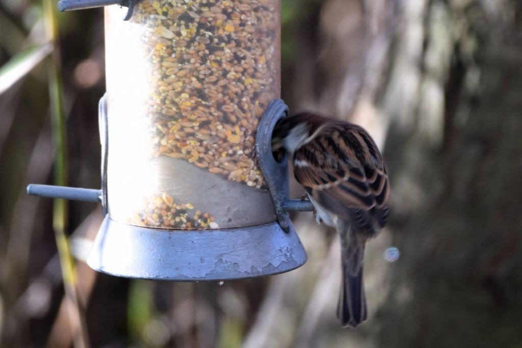 House Sparrow - ML646792206