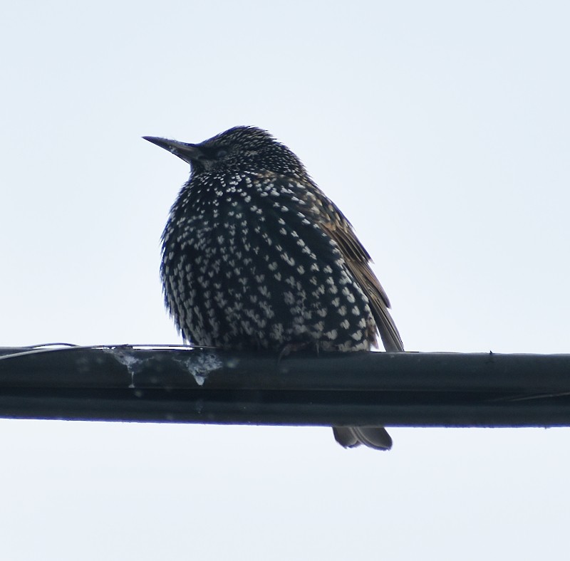 European Starling - ML646792208