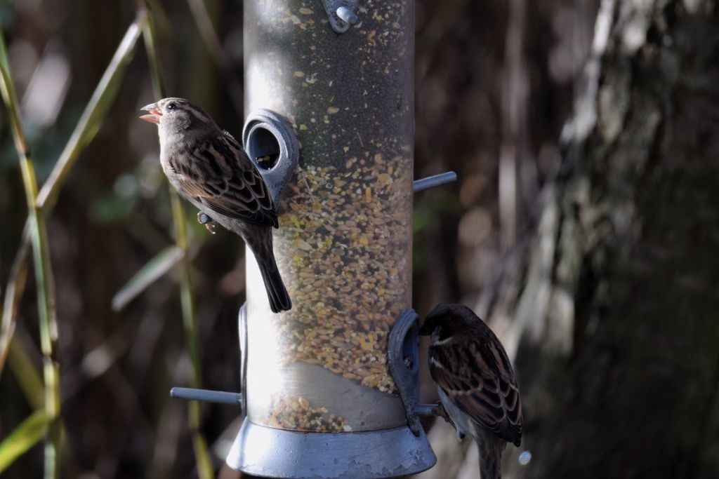 House Sparrow - ML646792210