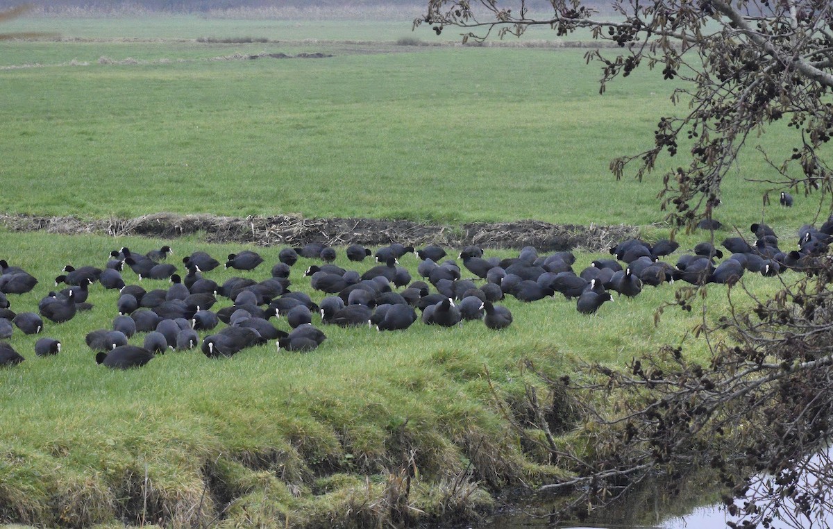 Eurasian Coot - ML646792212
