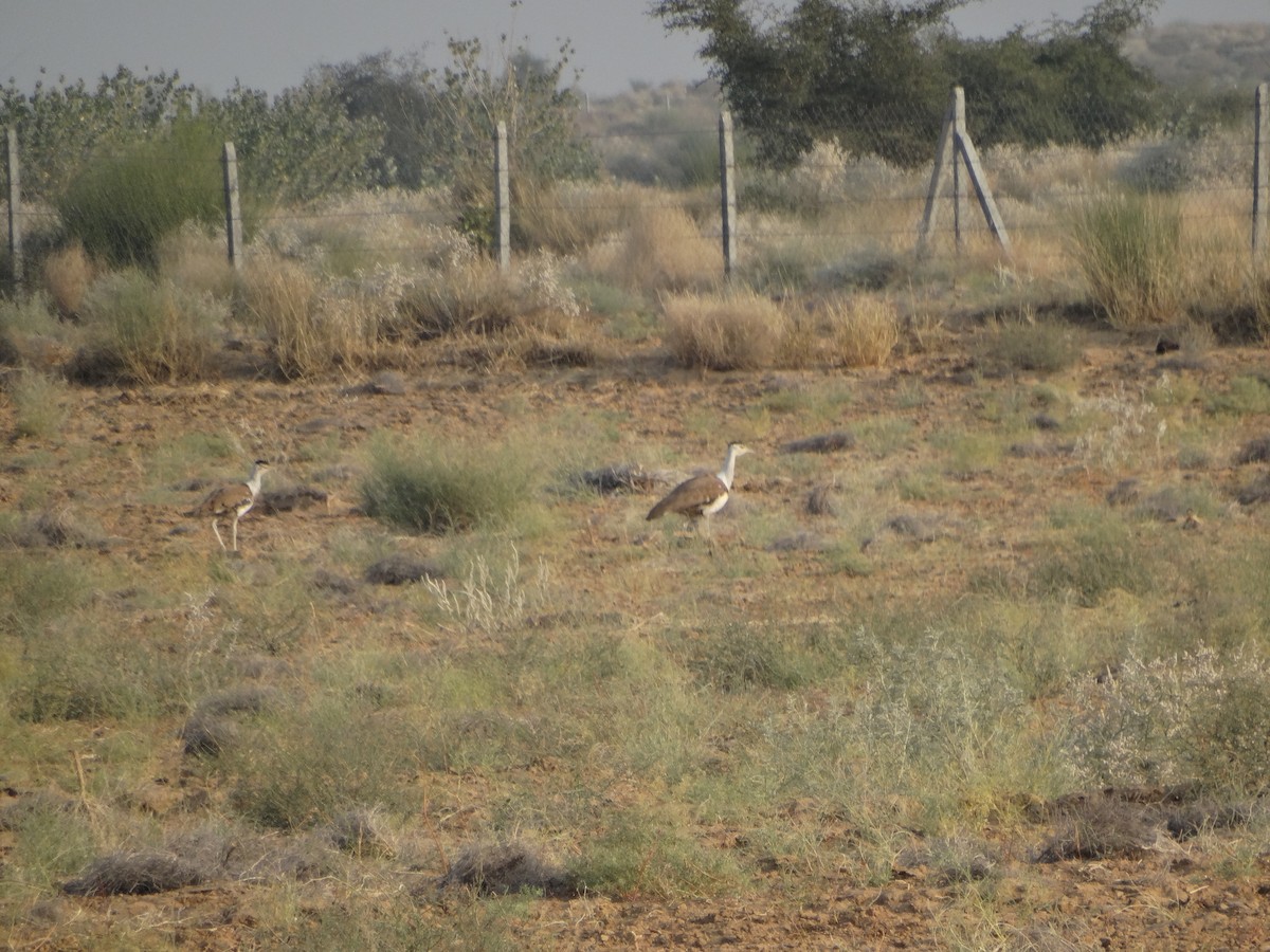 Great Indian Bustard - ML646792216
