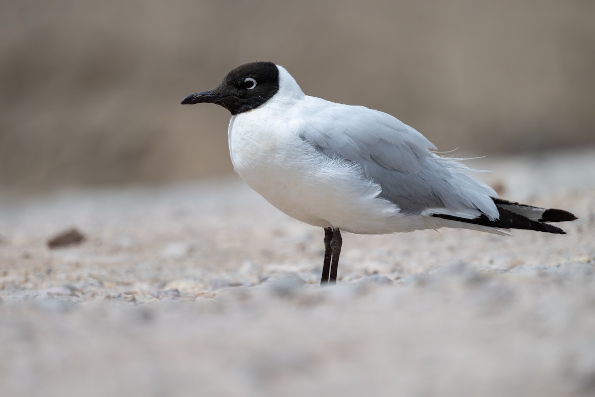 And Martısı - ML646792217