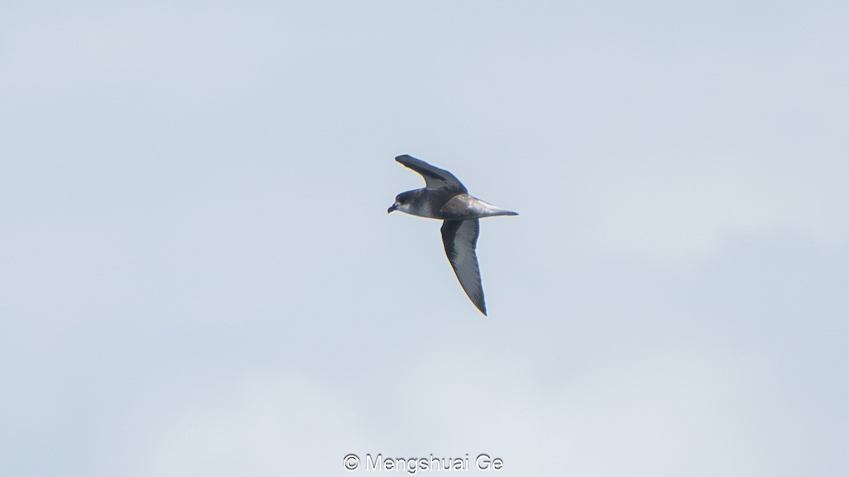 buřňák pruhokřídlý - ML646792218