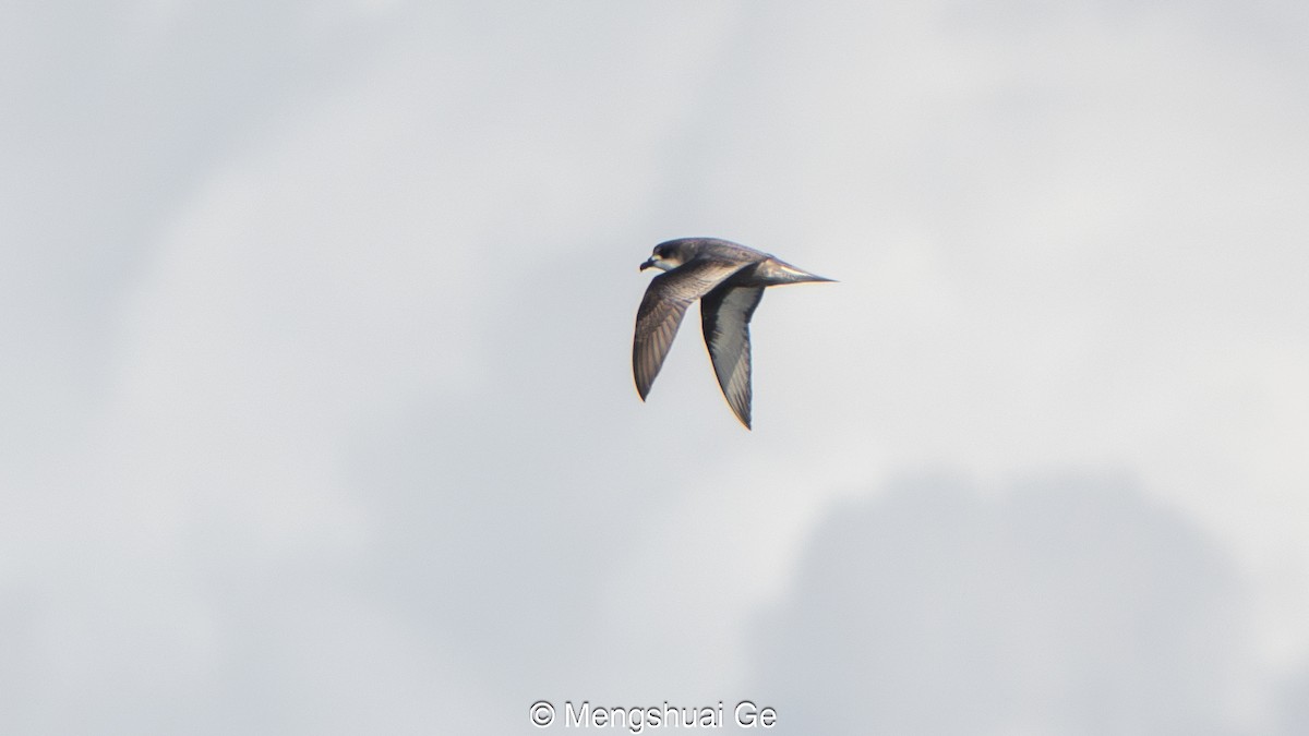 buřňák pruhokřídlý - ML646792219