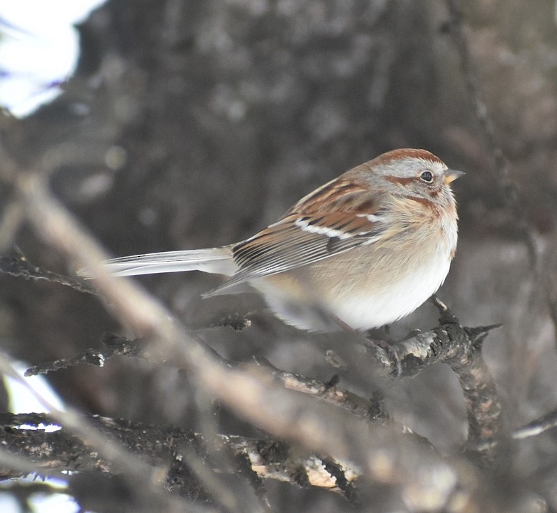 American Tree Sparrow - ML646792221