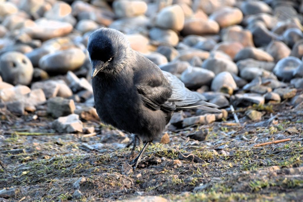 Eurasian Jackdaw - ML646792223