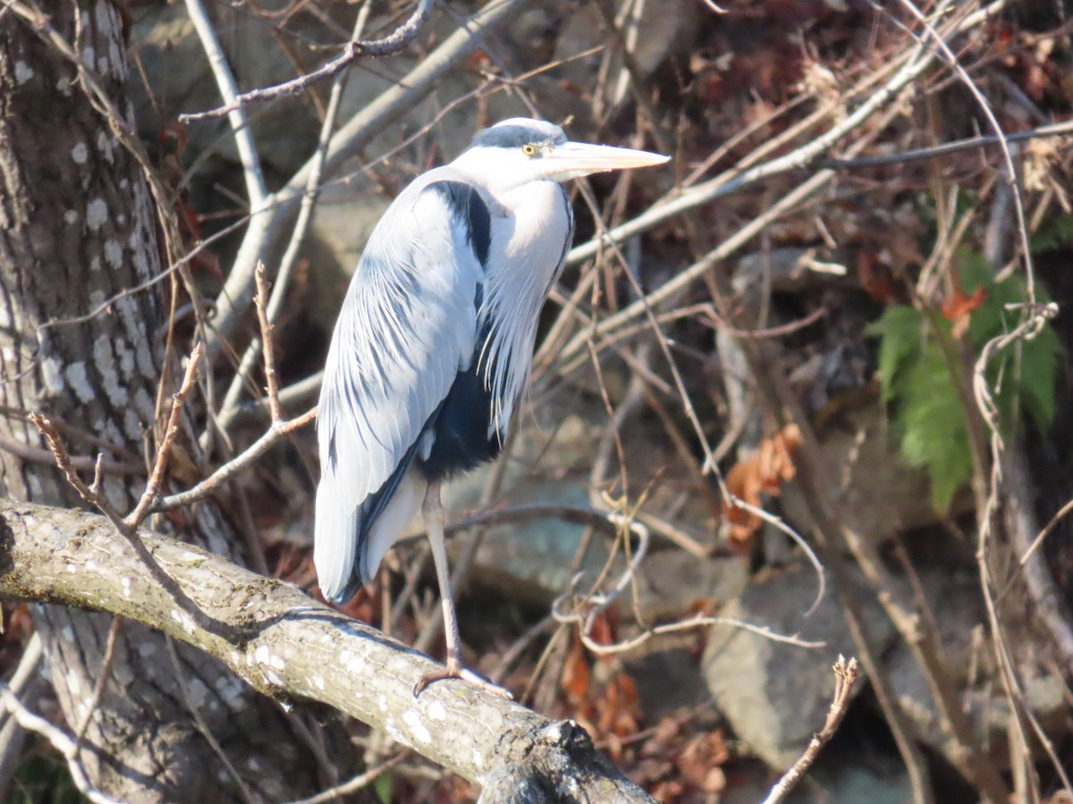 Чапля сіра (підвид cinerea/jouyi) - ML646792224