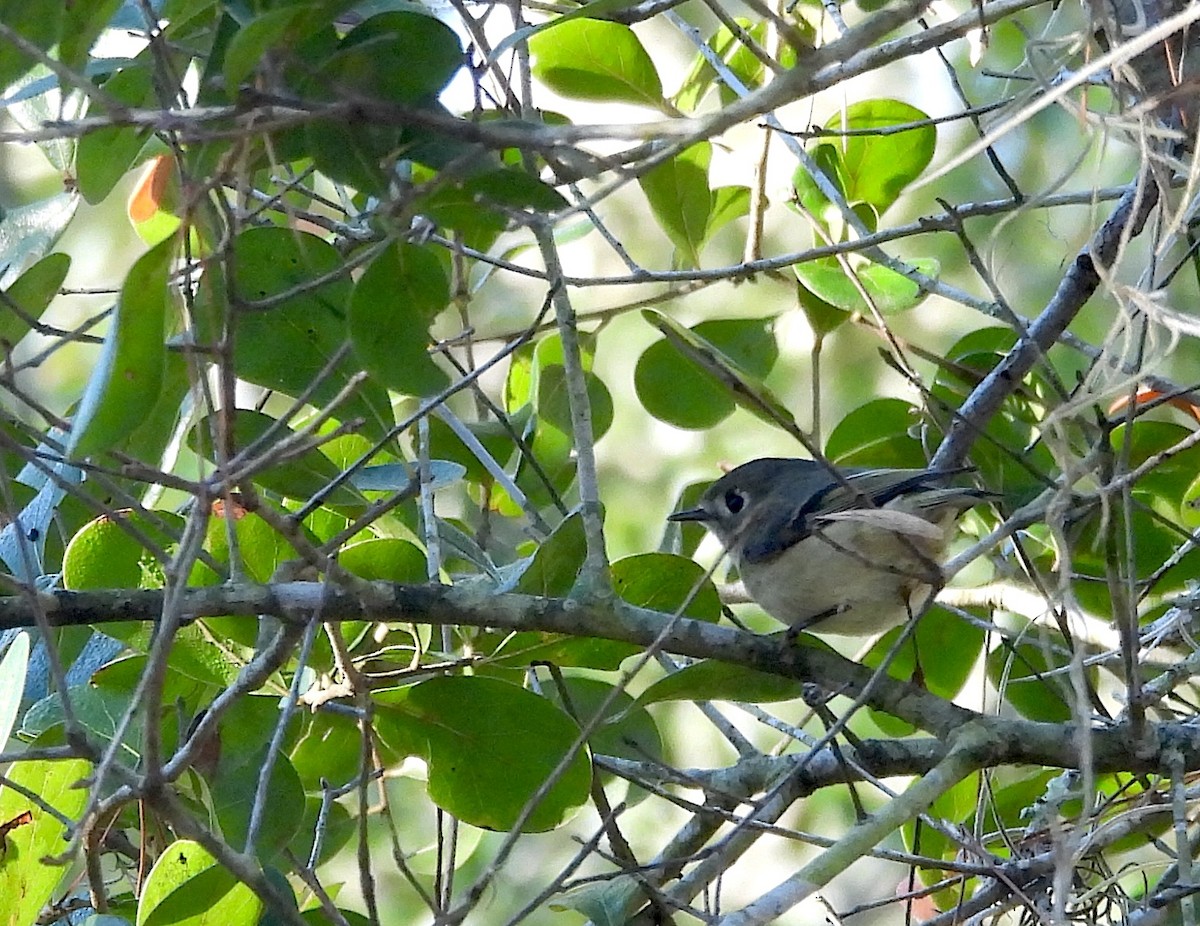 Ruby-crowned Kinglet - ML646792225