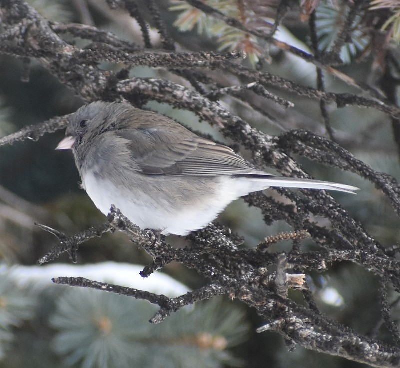 Dark-eyed Junco - ML646792228