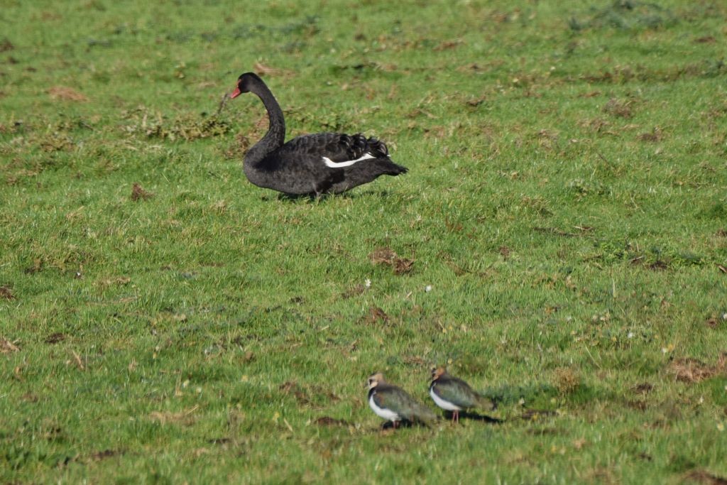Northern Lapwing - ML646792229