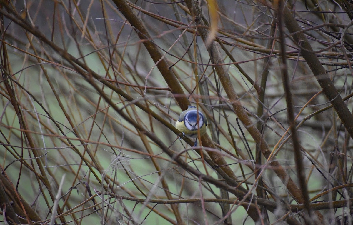 Eurasian Blue Tit - ML646792231
