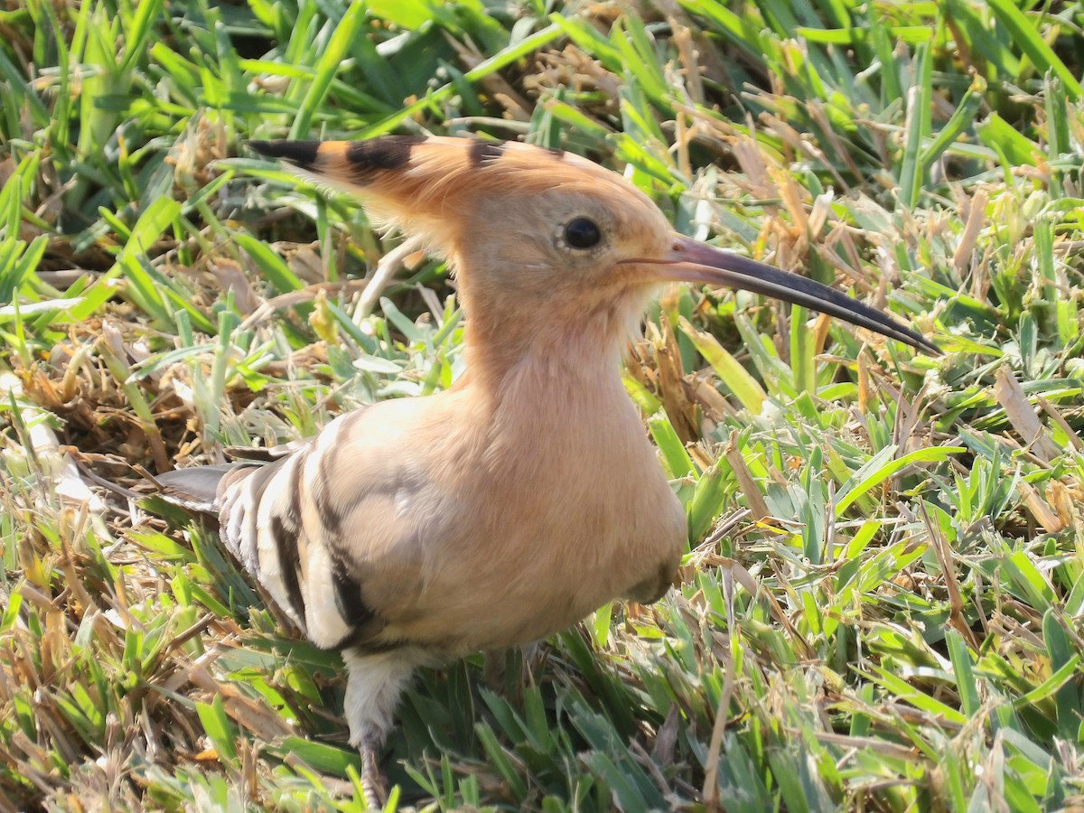 戴勝 - ML646792236