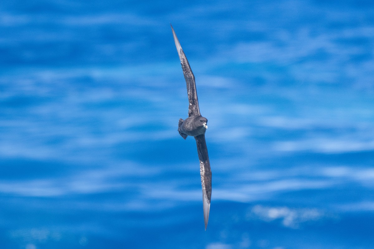 Beyaz Gıdılı Yelkovan - ML646792237