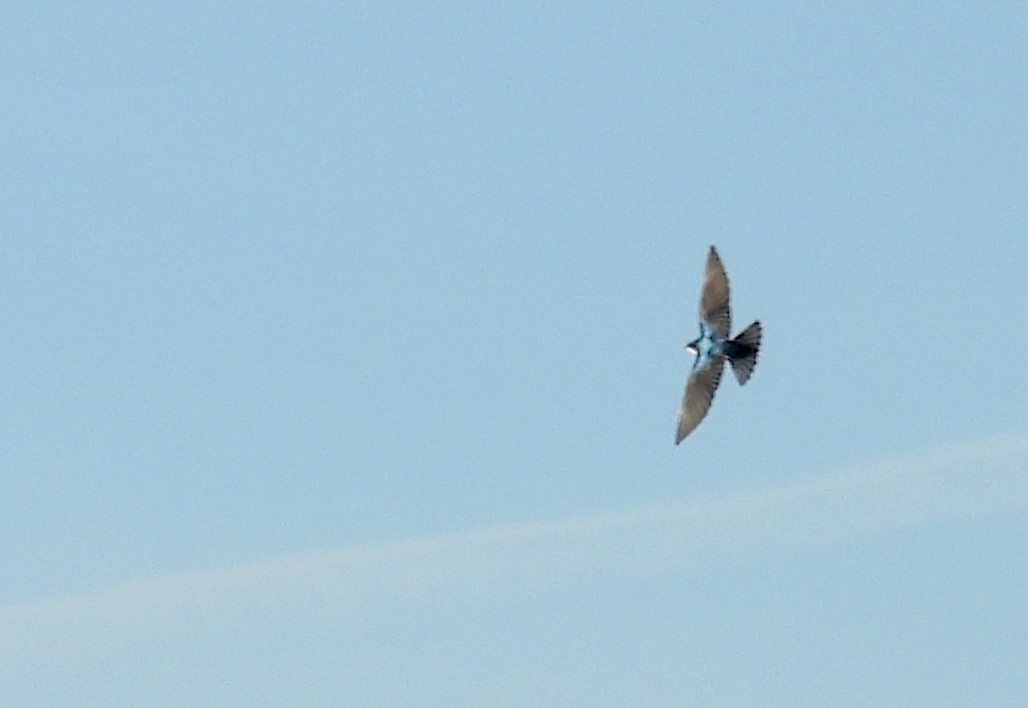 Tree Swallow - ML646792239