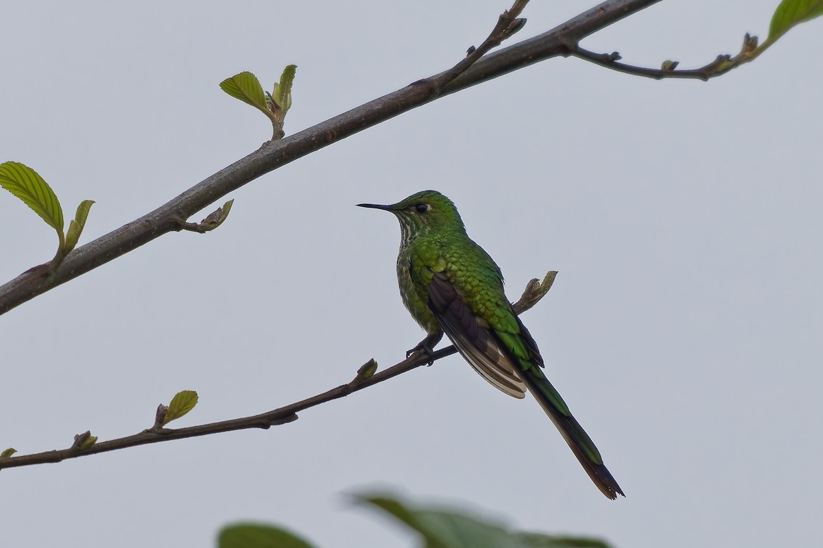 sylfa zelenoocasá - ML646792241