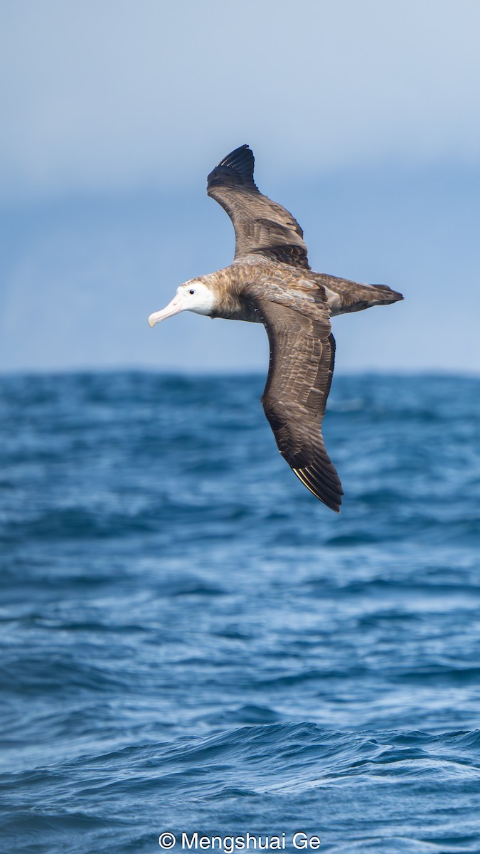 Antipodean Albatross (Gibson's) - ML646792242