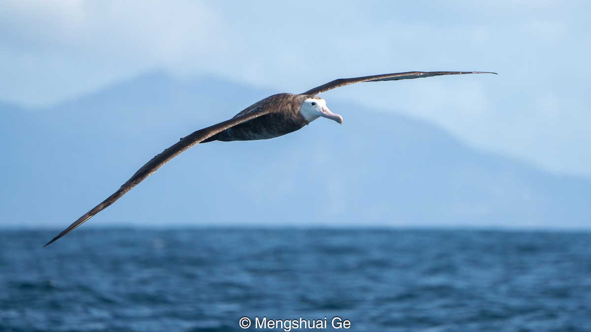 Antipodean Albatross (Gibson's) - ML646792243