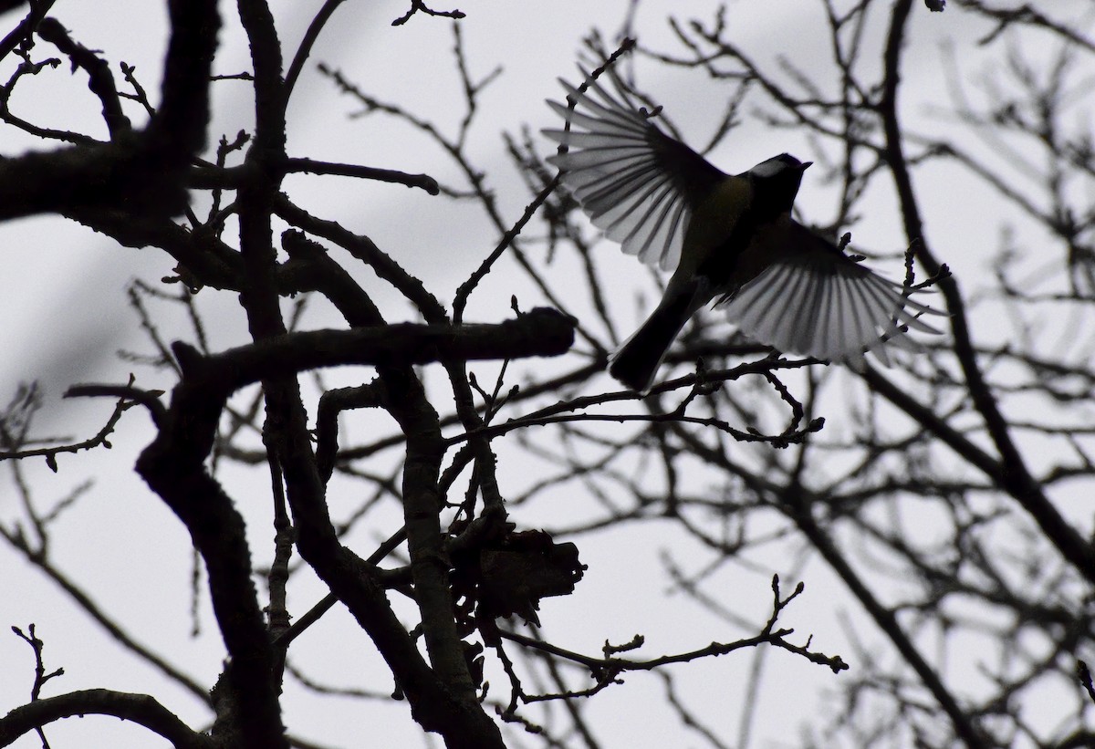 Great Tit - ML646792254