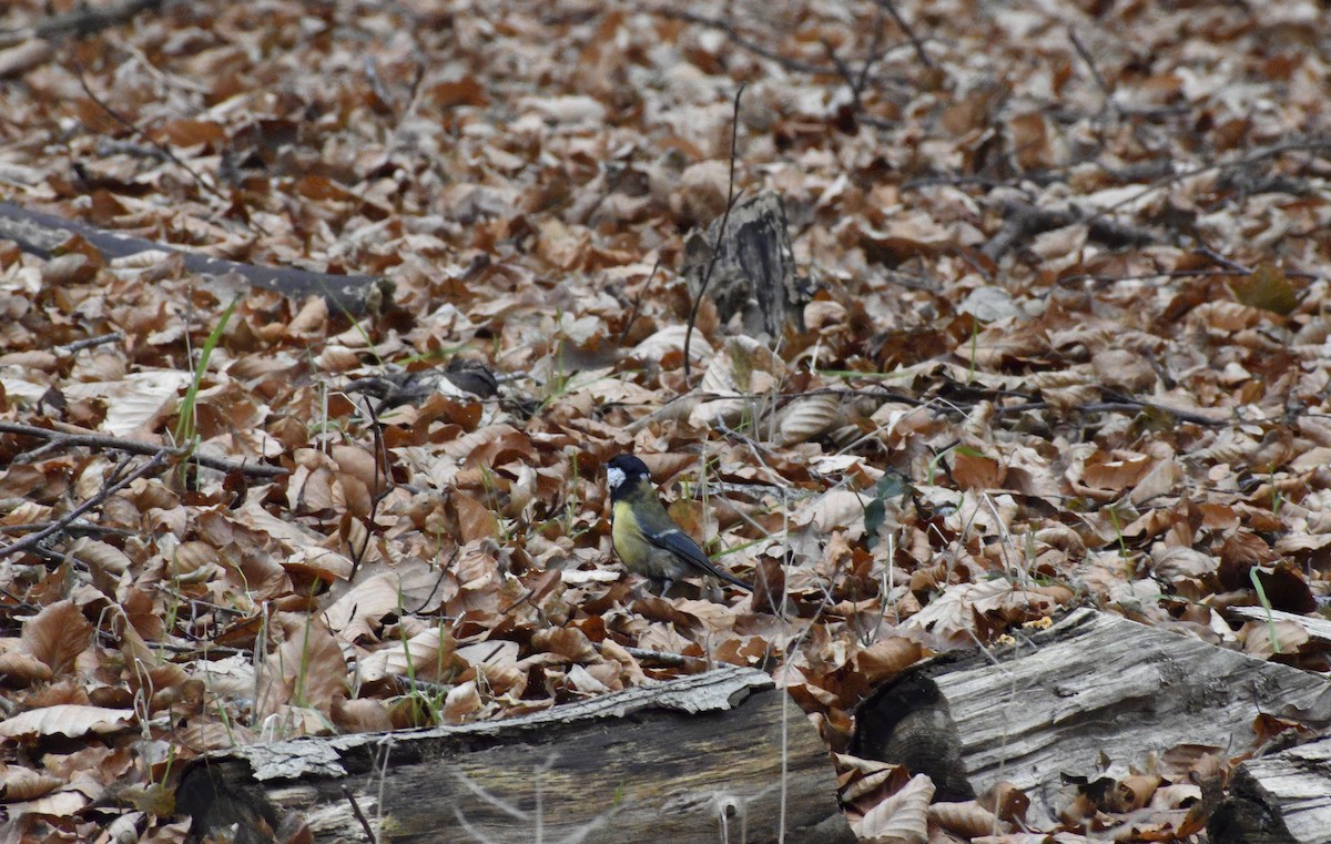 Great Tit - ML646792255