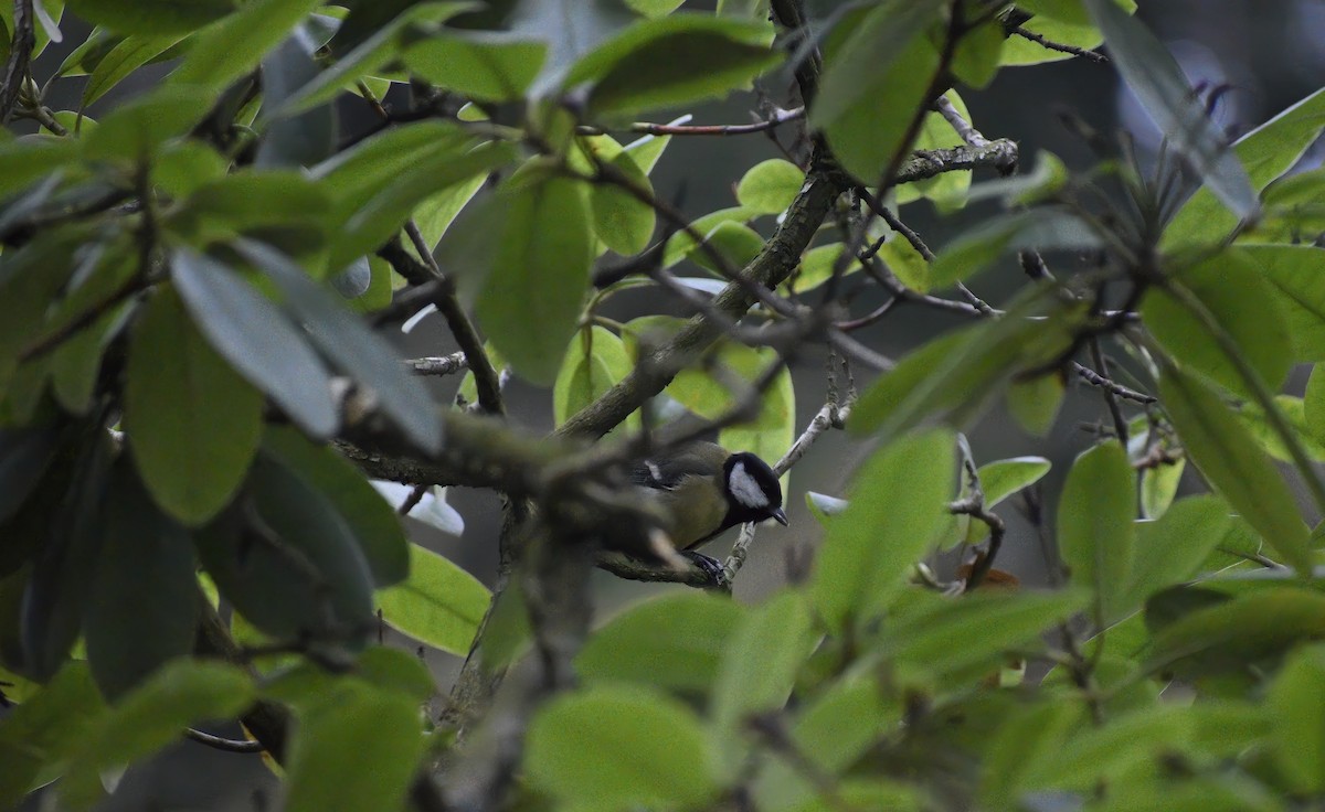 Great Tit - ML646792256