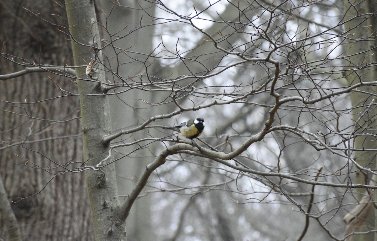 Great Tit - ML646792257