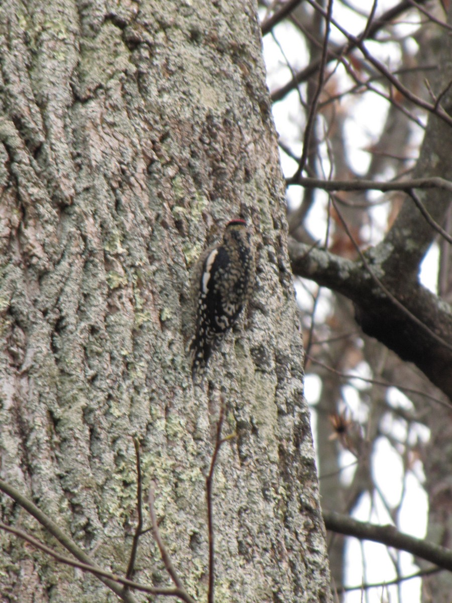 シルスイキツツキ - ML646792258