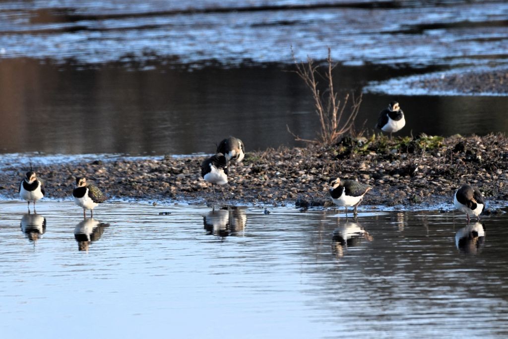 Northern Lapwing - ML646792259