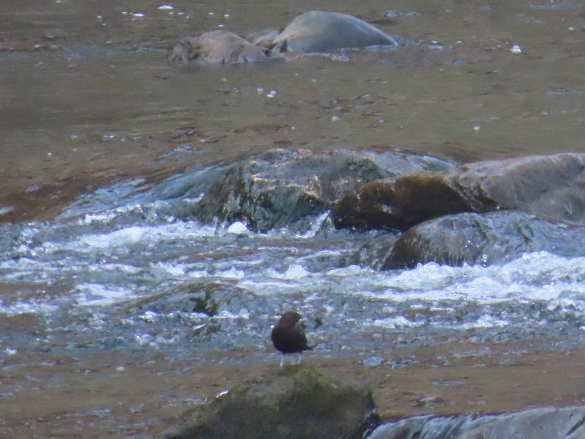 Пронурок бурий - ML646792260