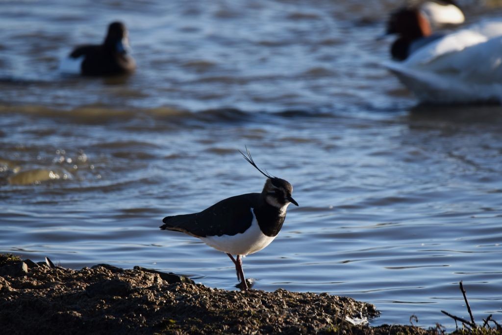 Northern Lapwing - ML646792261
