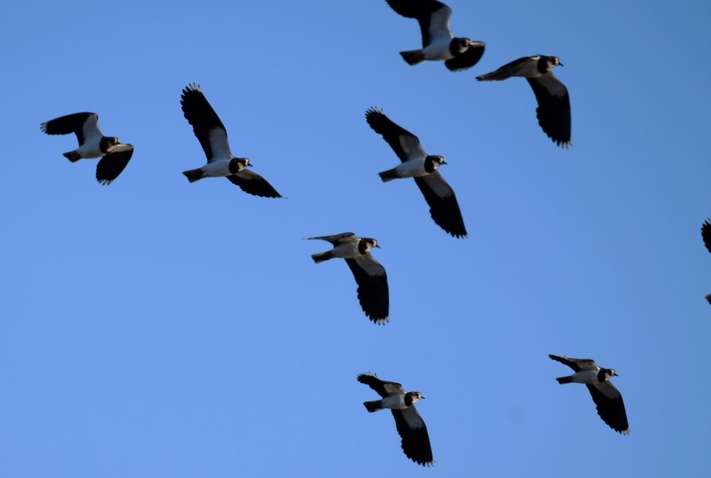 Northern Lapwing - ML646792266