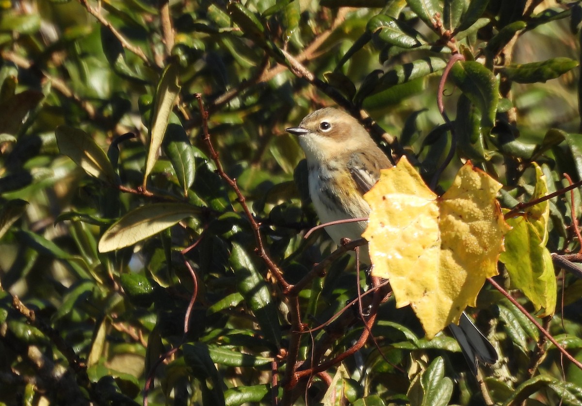 Yellow-rumped Warbler - ML646792271