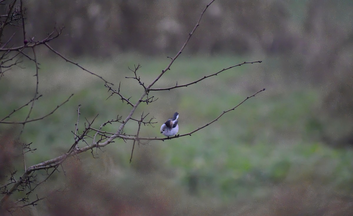Long-tailed Tit - ML646792272