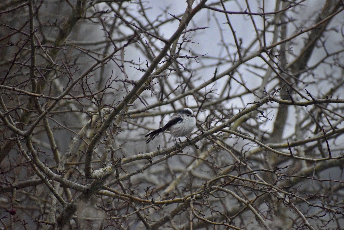 Long-tailed Tit - ML646792273