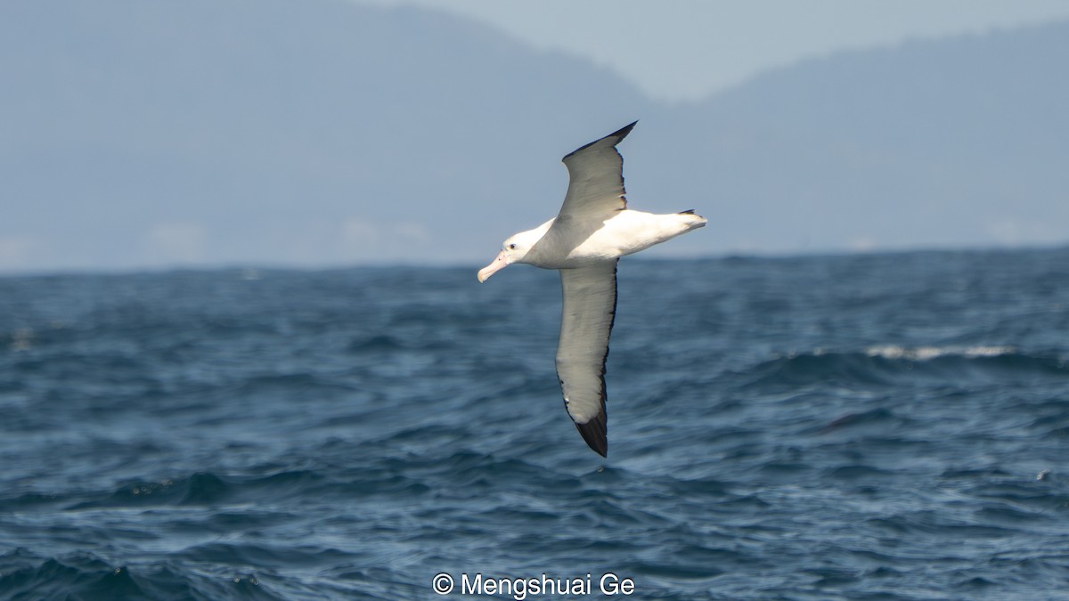 Antipodean Albatross (Gibson's) - ML646792274