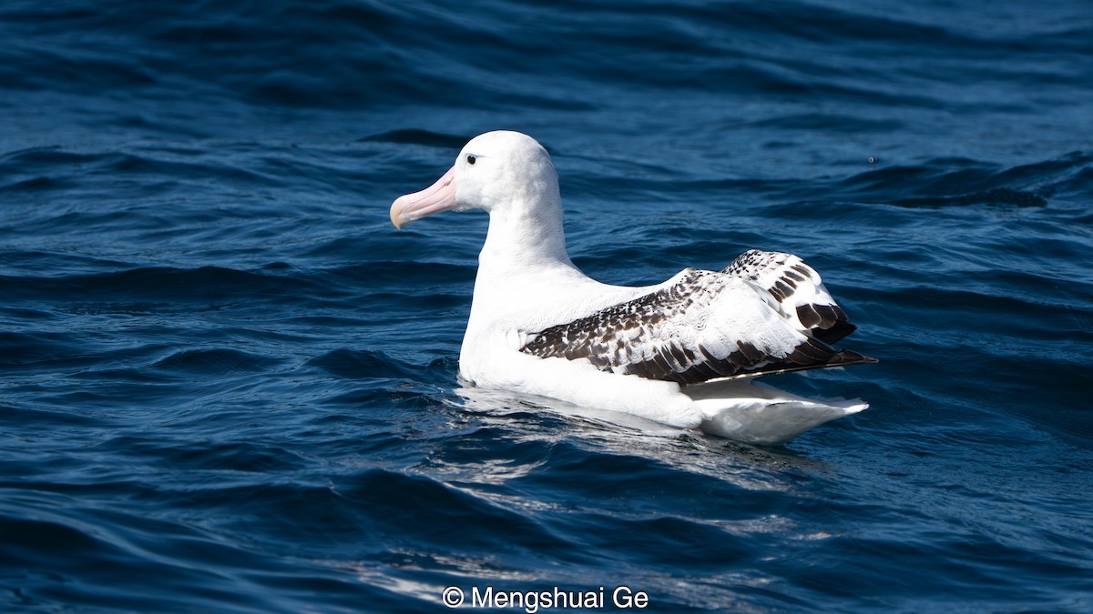 Antipodean Albatross (Gibson's) - ML646792275