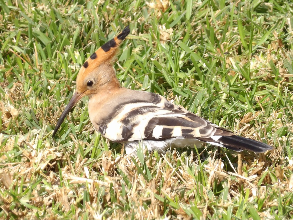 戴勝 - ML646792277