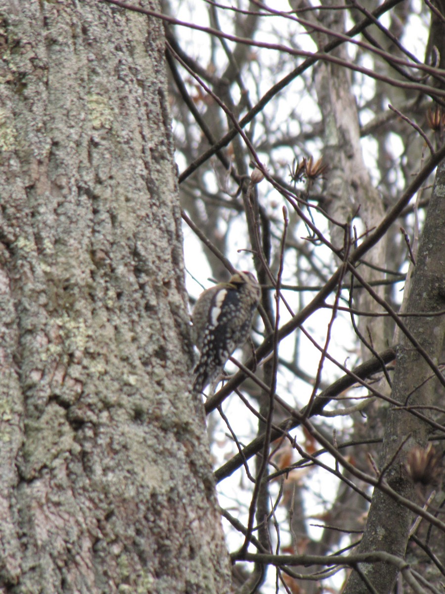 シルスイキツツキ - ML646792278